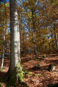 Trees in the forest in autumn with lots of fallen leaves