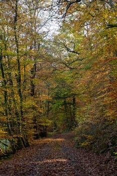 A dirt road through a forest in autumn