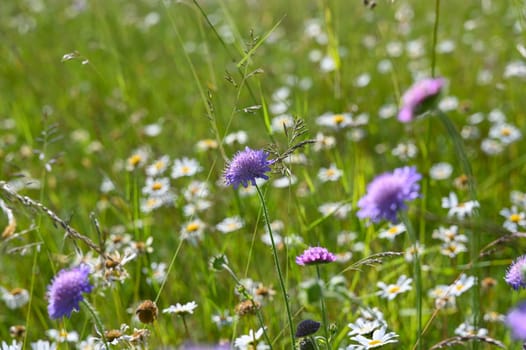 Green summer meadow with white and lilac flowers