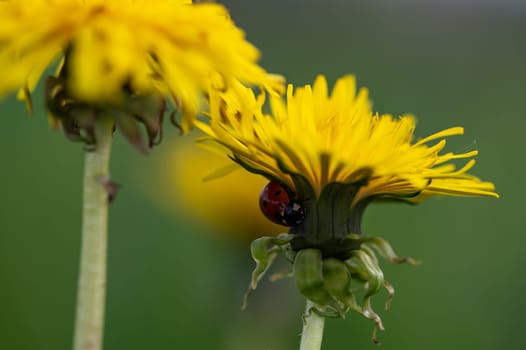 A red ladybird ( Coccinellidae ) on a yellow dandelion flower in green nature