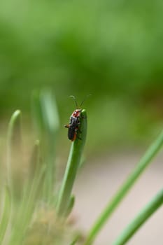 A soldier beetle ( Cantharidae ) on a blade of grass in green nature