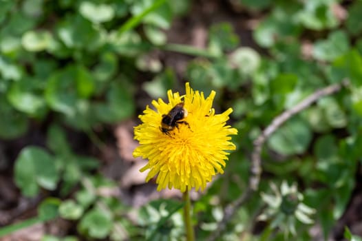 A bumble bee ( Bombus ) sits on a yellow dandelion flower in nature