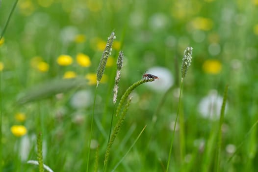 A soldier beetle ( Cantharidae ) on a blade of grass in green nature