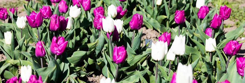 Blooming tulips field in Holland, springtime - beautiful multicolored background, sunlight