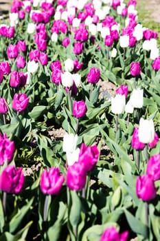 Blooming tulips field in Holland, springtime - beautiful multicolored background, sunlight