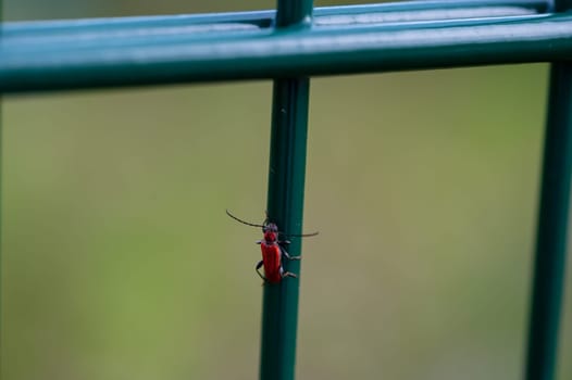 Red longhorn beetle ( Cerambycidae ) on a green metal stick in nature