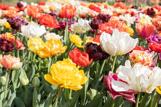 Blooming tulips field in Holland, springtime - beautiful multicolored background, sunlight