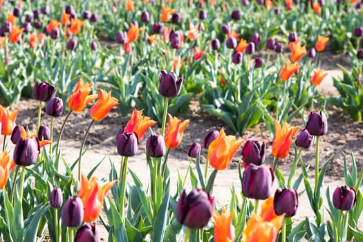 Blooming tulips field in Holland, springtime - beautiful multicolored background, sunlight