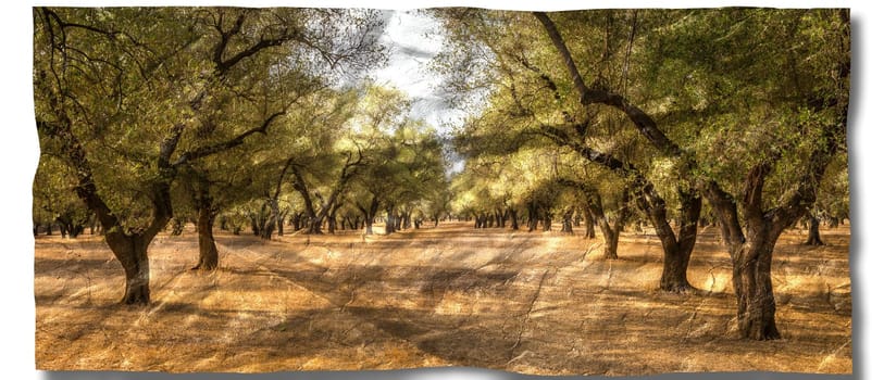 Creative picture of olive tree. Vintage design, natural background, nobody