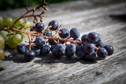A close up of freshly picked blue grapes.
