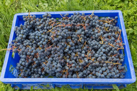A box of freshly picked blue grapes.