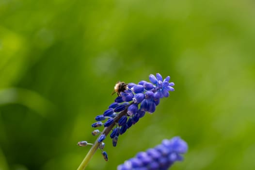 A bee on a blue grape hyacinth in green nature