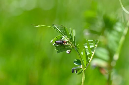 A soldier beetle ( Cantharidae ) on a blade of grass in green nature