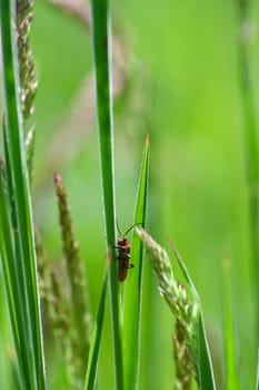 A soldier beetle ( Cantharidae ) on a blade of grass in green nature
