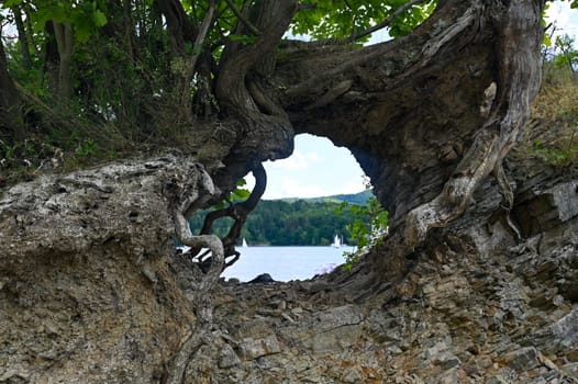 Roots of a tree with an opening and a view of the Edersee, Hesse, Germany