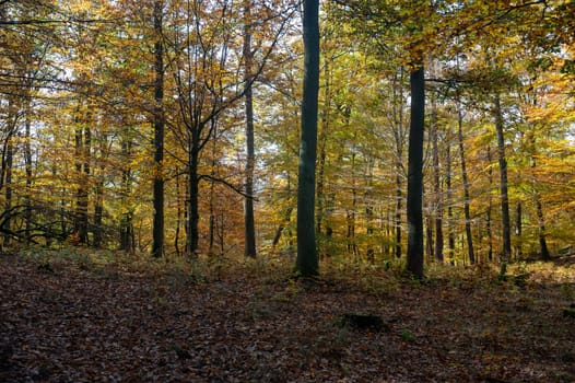 Trees in the forest in autumn with lots of fallen leaves
