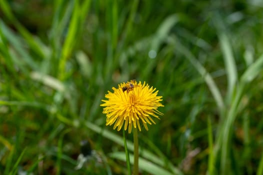 A bee ( Apoidea ) on yellow dandelions in nature