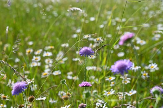 Green summer meadow with white and lilac flowers