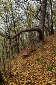A red bench in the autumn forest under an old gnarled tree on a steep slope