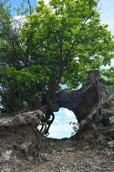 Roots of a tree with an opening and a view of the blue sky