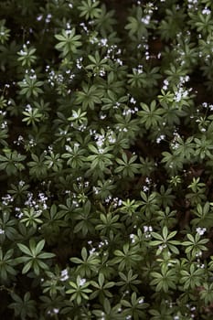 Closeup of leaves and little wild flowers. Background from plants