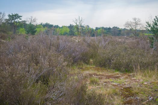 Closeup shot of heath soil and nature at Kalmthout Heath nature reserve in Belgium.