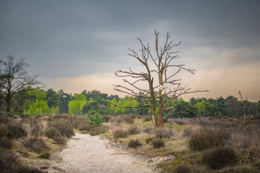 Moody nature and landscape of Kalmthout Heath nature reserve in Belgium.