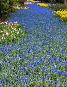 Colorful flowers in the Keukenhof Garden in Lisse, Holland, Netherlands.