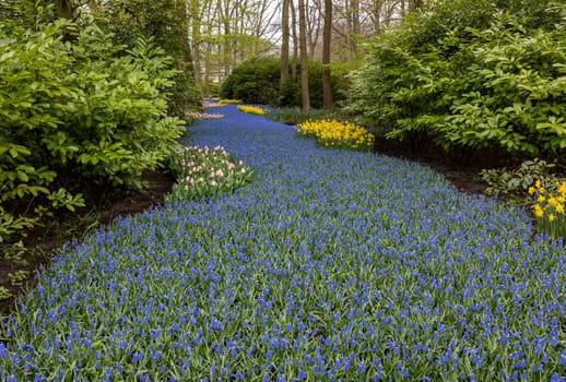 Colorful flowers in the Keukenhof Garden in Lisse, Holland, Netherlands.