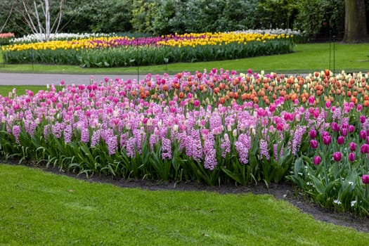 Colorful flowers in the Keukenhof Garden in Lisse, Holland, Netherlands.
