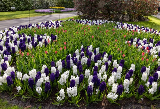 Colorful flowers in the Keukenhof Garden in Lisse, Holland, Netherlands.