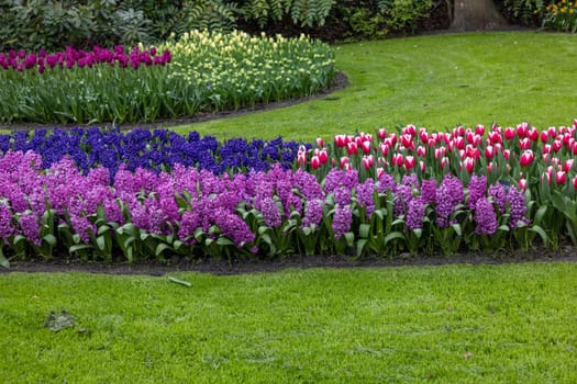 Colorful flowers in the Keukenhof Garden in Lisse, Holland, Netherlands.