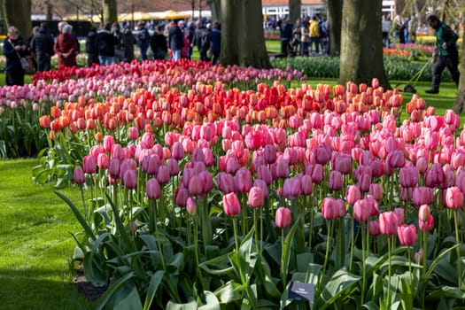 Keukenhof, Lisse Netherlands - April 18, 2023: Visitors at the Keukenhof Garden in Lisse, Netherlands.