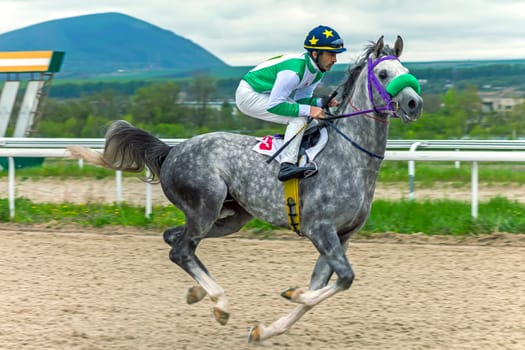 PYATIGORSK,RUSSIA - APRIL 30,2023:Taken in Pyatigorsk Horse Racing hippodrom.Jockey on grey arabian stallion.