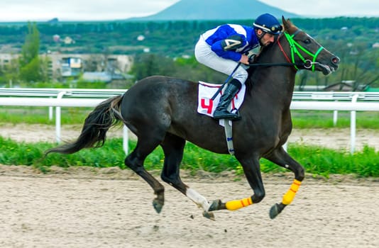 PYATIGORSK,RUSSIA - APRIL 30,2023:Taken in Pyatigorsk Horse Racing hippodrom.Jockey on brown arabian stallion.