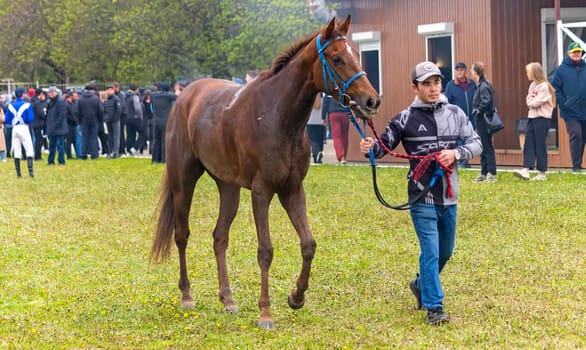 PYATIGORSK,RUSSIA - APRIL 30,2023:Winner of the Nazarov Prize race - red mare Polo Joy,Pyatigorsk Hippodrome.