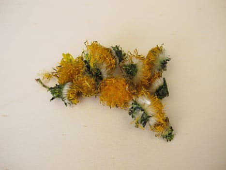 Dried dandelion flowers on a wooden board