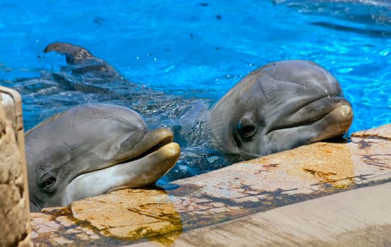 A two dolphin looking up at its trainer waiting for his command.
