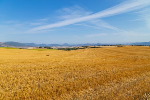 view of a crop field in the north of Spain