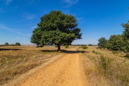 Rural road in the Spanish countryside among agricultural fields, after wheat harvest season. Navarra, Spain