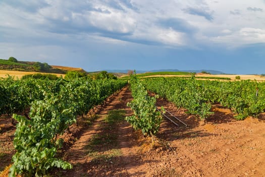 Vineyards in a beautiful valley near Pamplona in Northern Spain