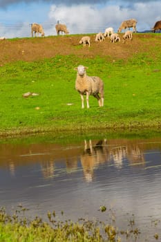 Sheeps near a small lake in Extremadura, Spain