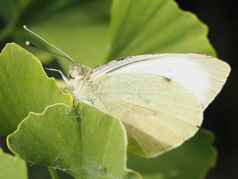 Big cabbage white