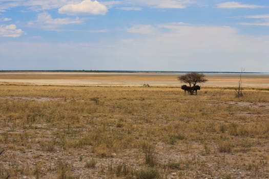 Panorama from Etosha National Park, Namibia