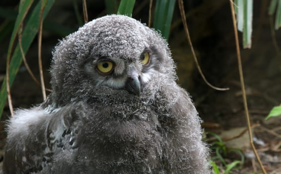 Young Snow Owl