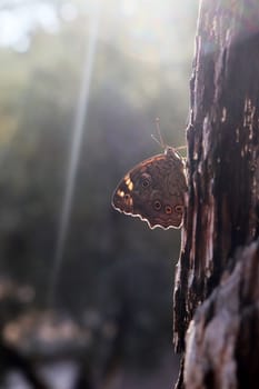 big butterfly on plant bark