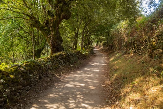 Path in the middle of the forest in northern Spain. Basque Country