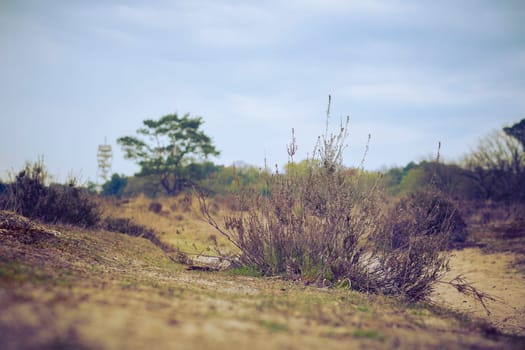 Low angle view on the landscape of Kalmthout Heath (Kalmthoutse Heide) nature reserve in Belgium