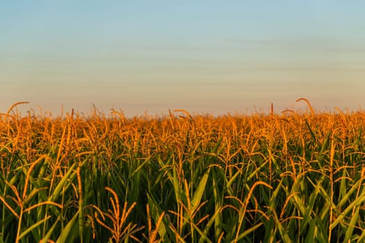 golden wheat field at sunset in Navarre, Spain