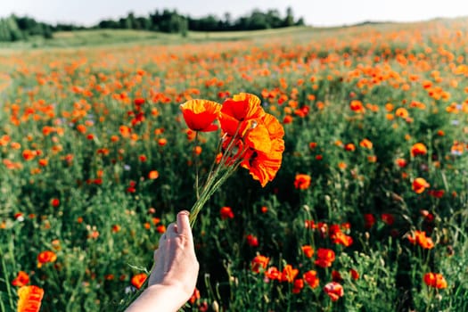A woman's hand holding a bunch of bright red poppies among a poppy field in early summer in sunlight.
